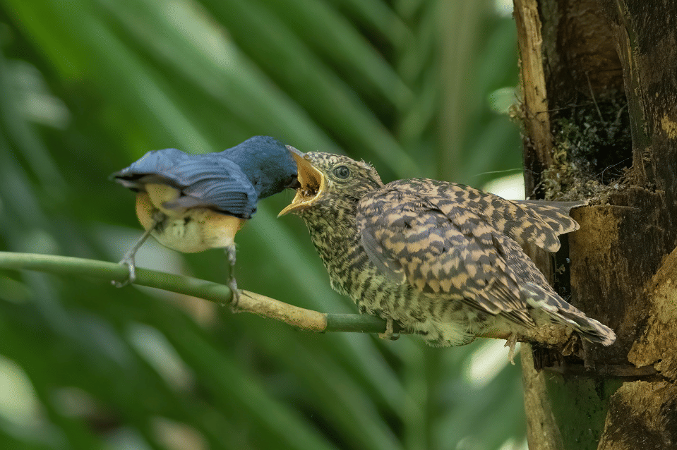 burung javan blue flycatcher