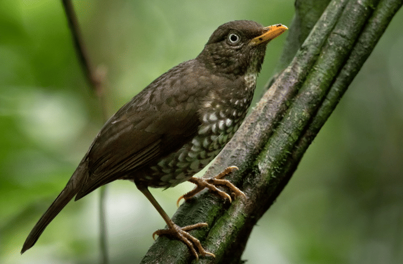 burung principe thrush