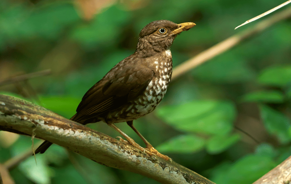 burung principe thrush