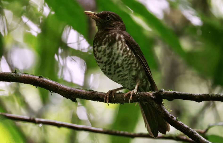 burung principe thrush 
