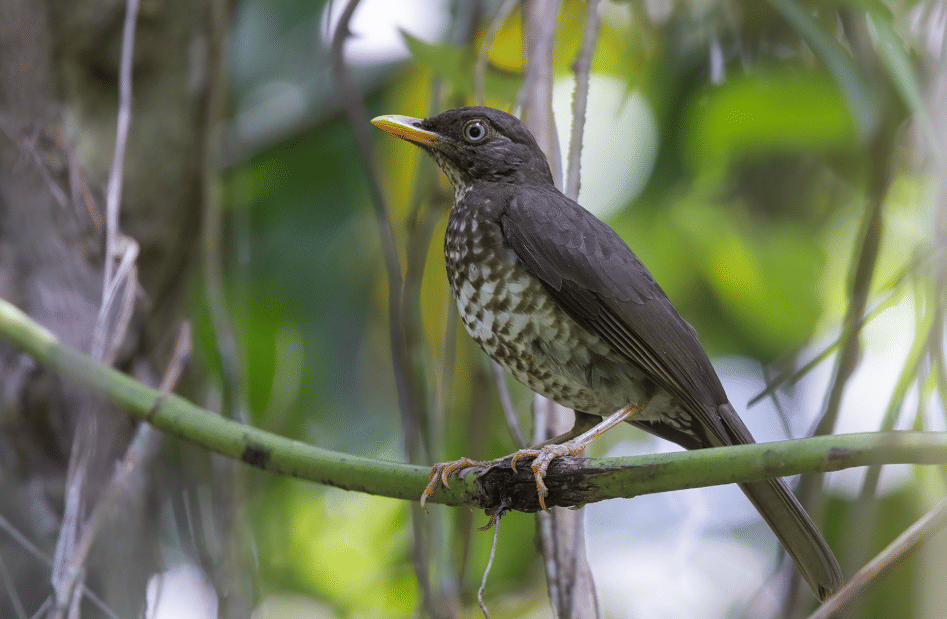 burung principe thrush