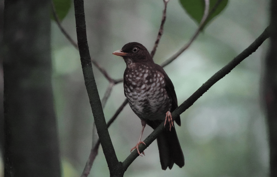 burung principe thrush