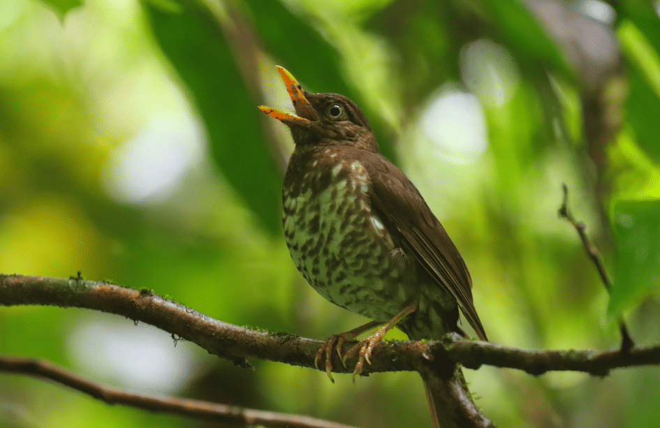 burung principe thrush