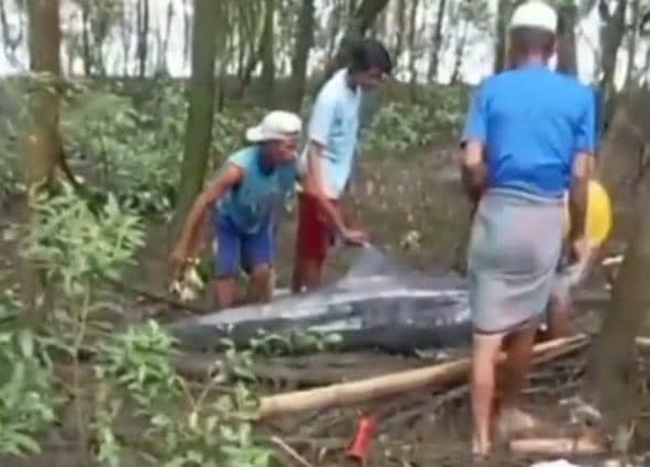 Warga Maros Temukan Lumba-lumba Terdampar di kawasan Pantai Kuri Ca’di, Desa Nisombalia, Kecamatan Marusu, Sulawesi Selatan, Senin (2/2/2026) (Dok.Warga).