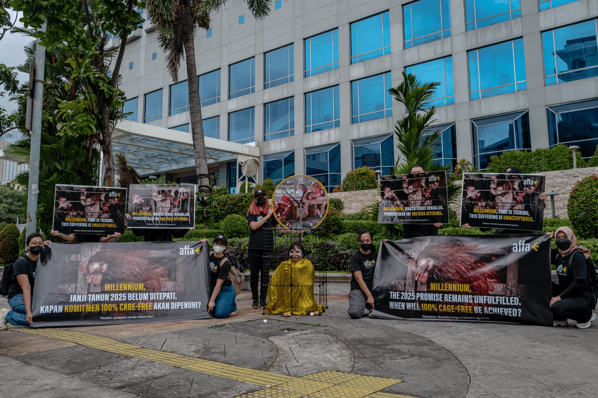 Aktivis Soroti Tenggat Komitmen Telur Bebas Sangkar Millennium (Dok. IDN Times)