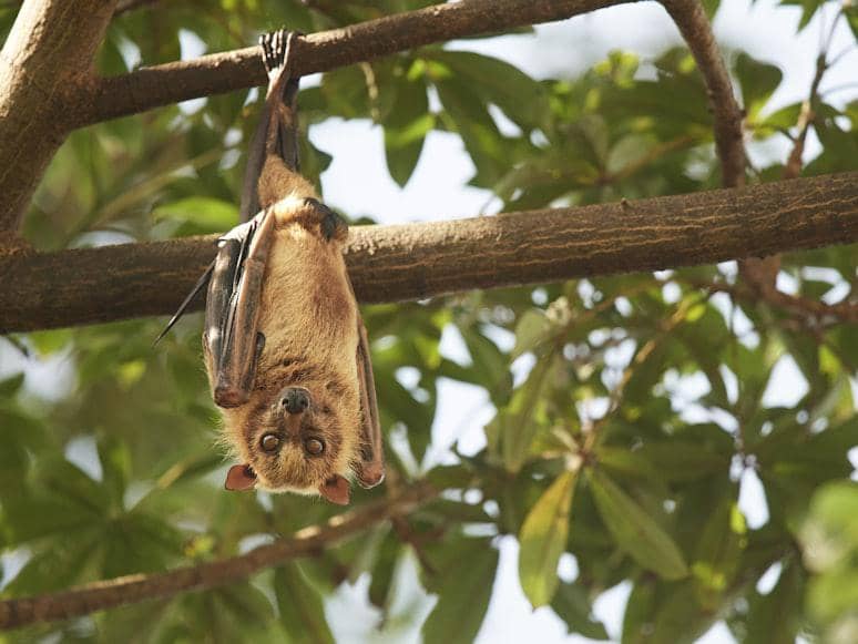 Virus Nipah Menyebabkan Penyakit Apa? Pahami Gejalanya! 