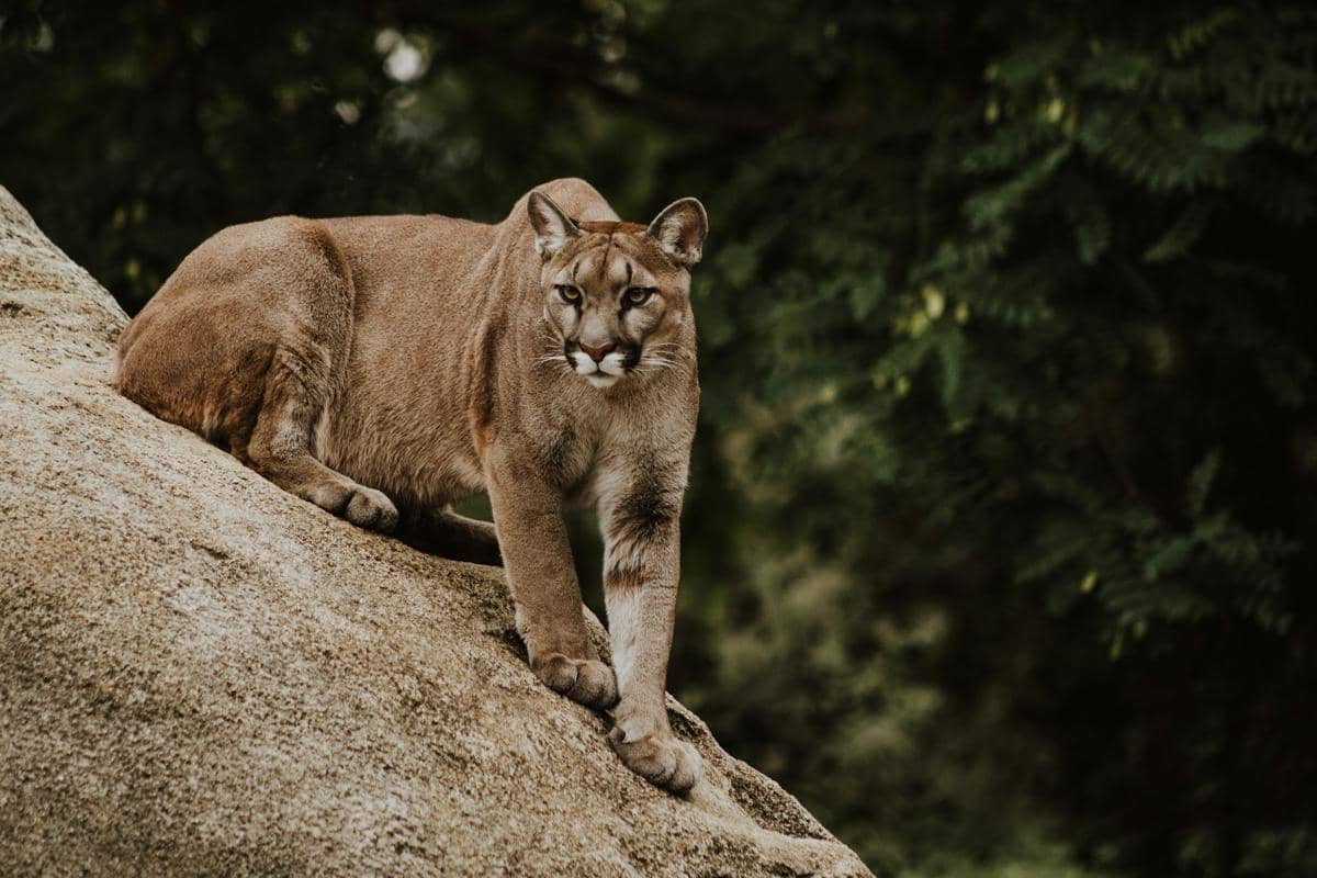 ilustrasi puma