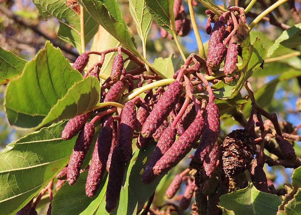 ilustrasi pohon alder