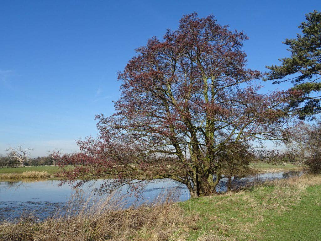 ilustrasi pohon alder