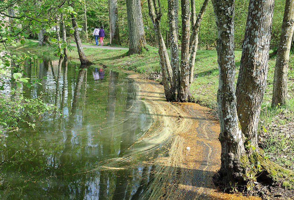 ilustrasi pohon alder