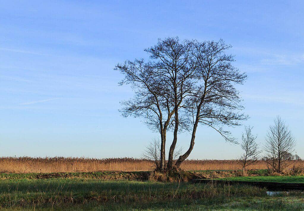 Jarang Disorot, Pohon Alder Punya Peran Besar bagi Alam