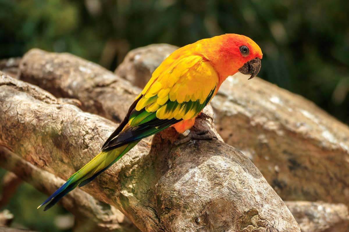 Burung Sun Conure