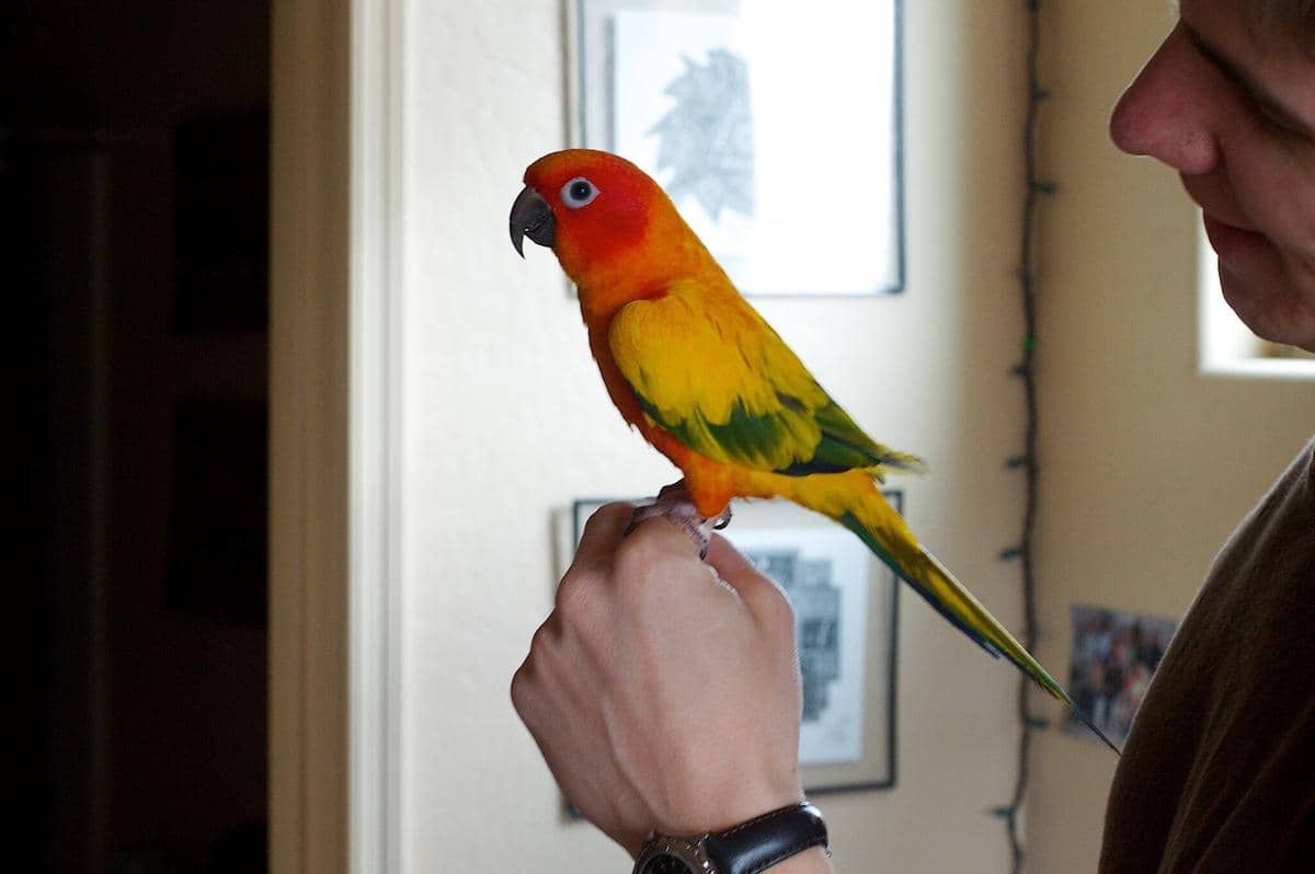 Burung Sun Conure