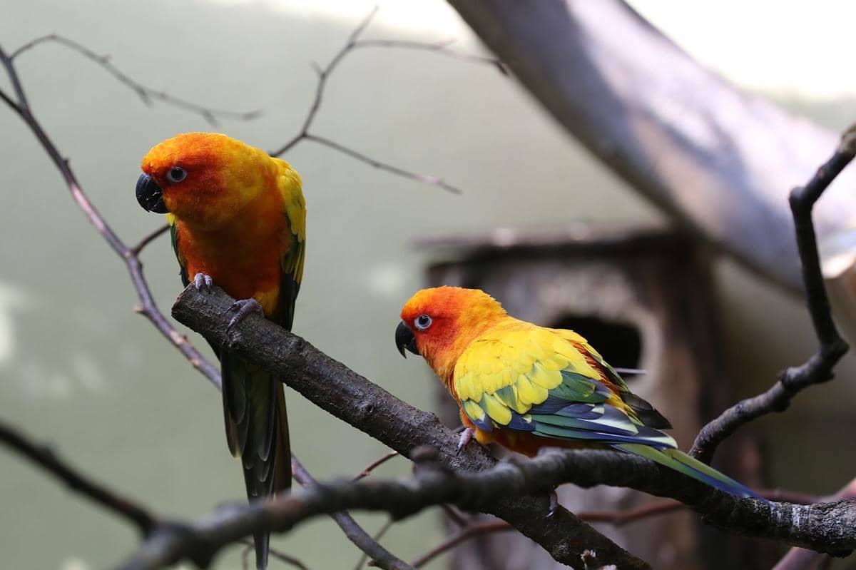 Burung Sun Conure