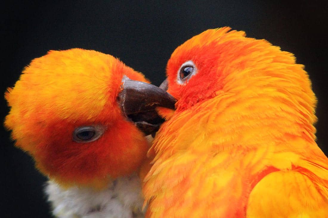 Burung Sun Conure