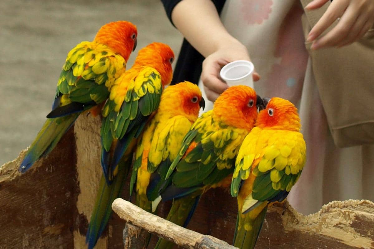 Burung Sun Conure
