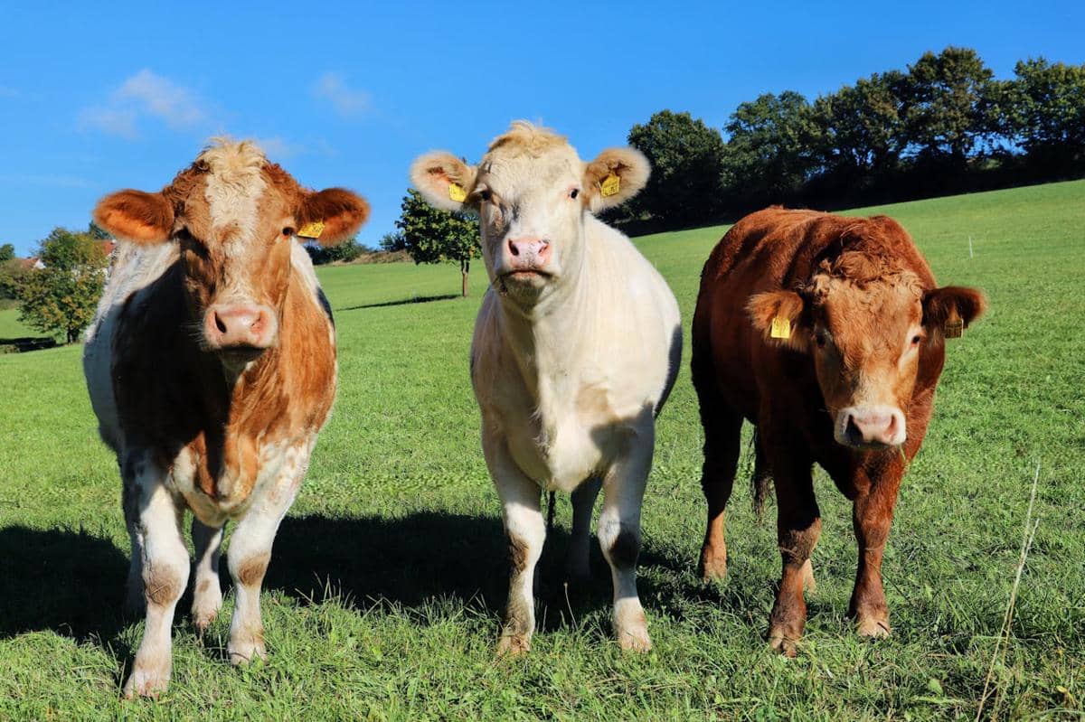 Potret tiga ekor sapi 