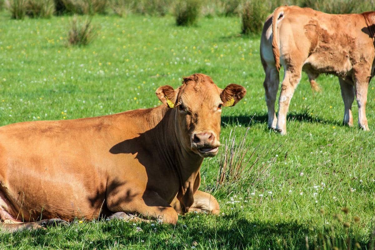 Potret sapi memamah biak