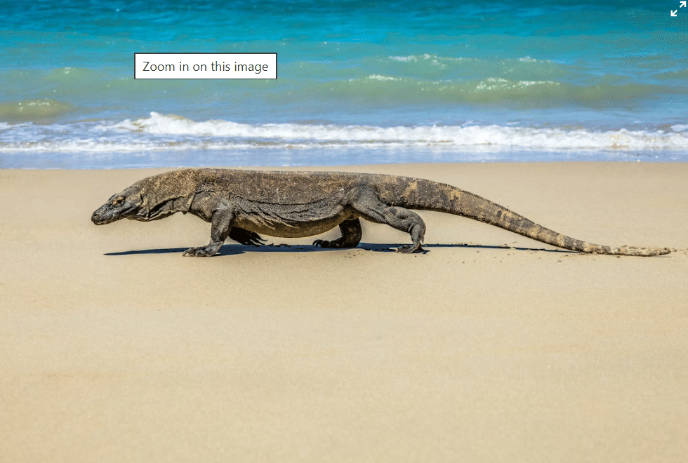 Komodo di pinggiran pantai