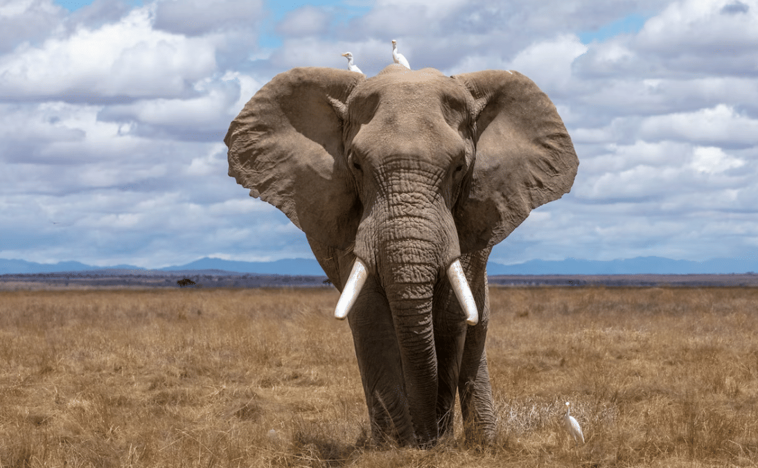 potret Gajah di Padang