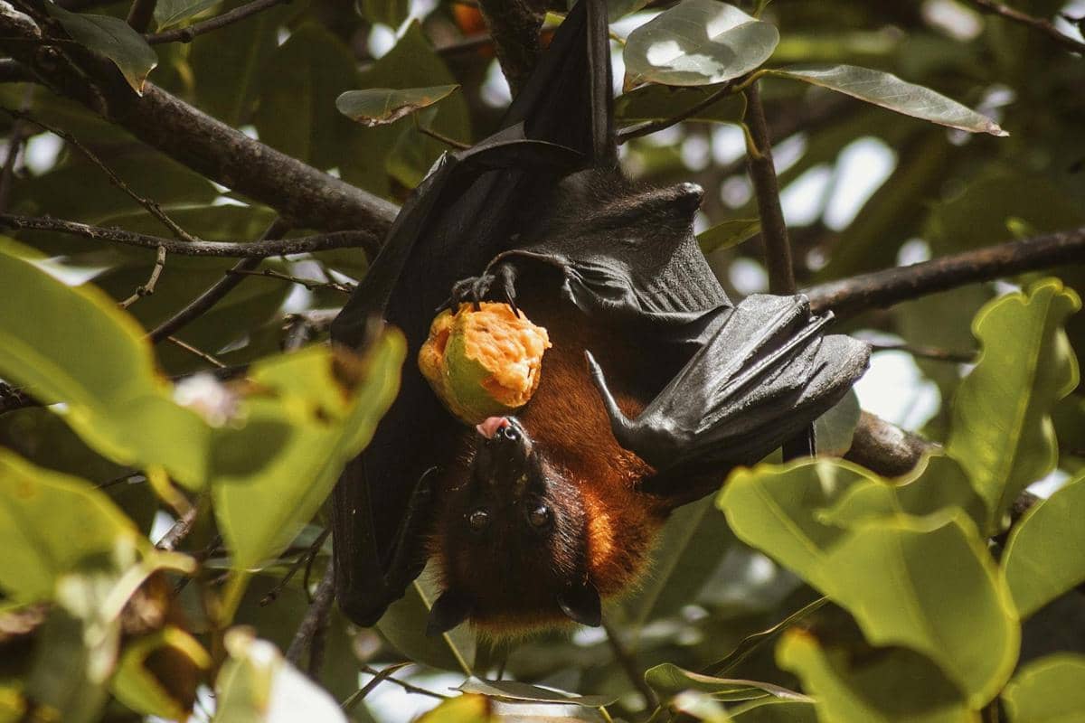 Kelelawar buah.