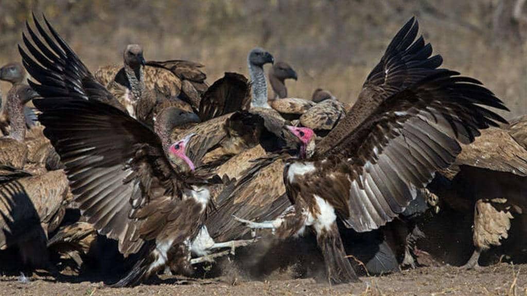Gerombolan Burung Hering yang sigap membabat habis bangkai yang tersisa