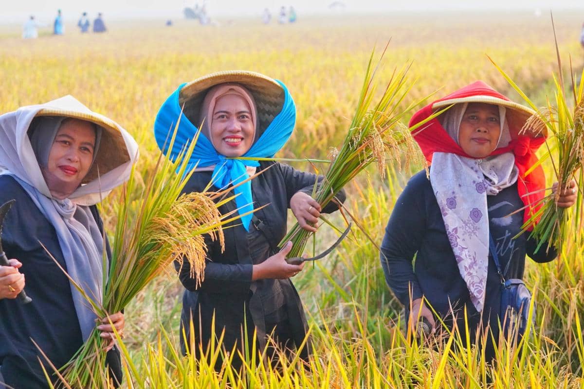 Serapan beras melonjak 700 persen, pemerintah buka peluang ekspor.