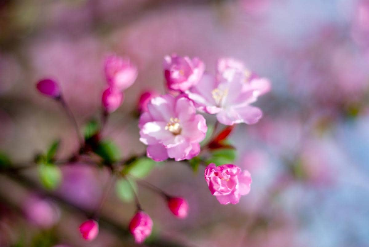 potret kelopak bunga sakura di Gucun Park