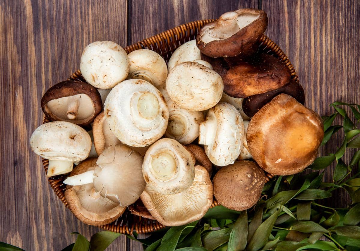4 Jenis Jamur yang Paling Pas Dijadikan Pengganti Daging
