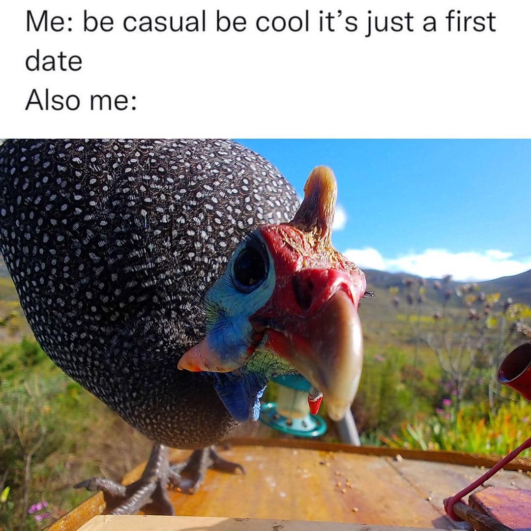 meme kocak kencan pertama