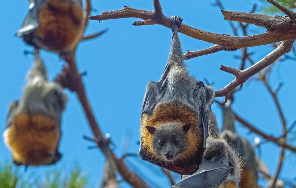 Kelelawar yang sedang menggantung di pohon