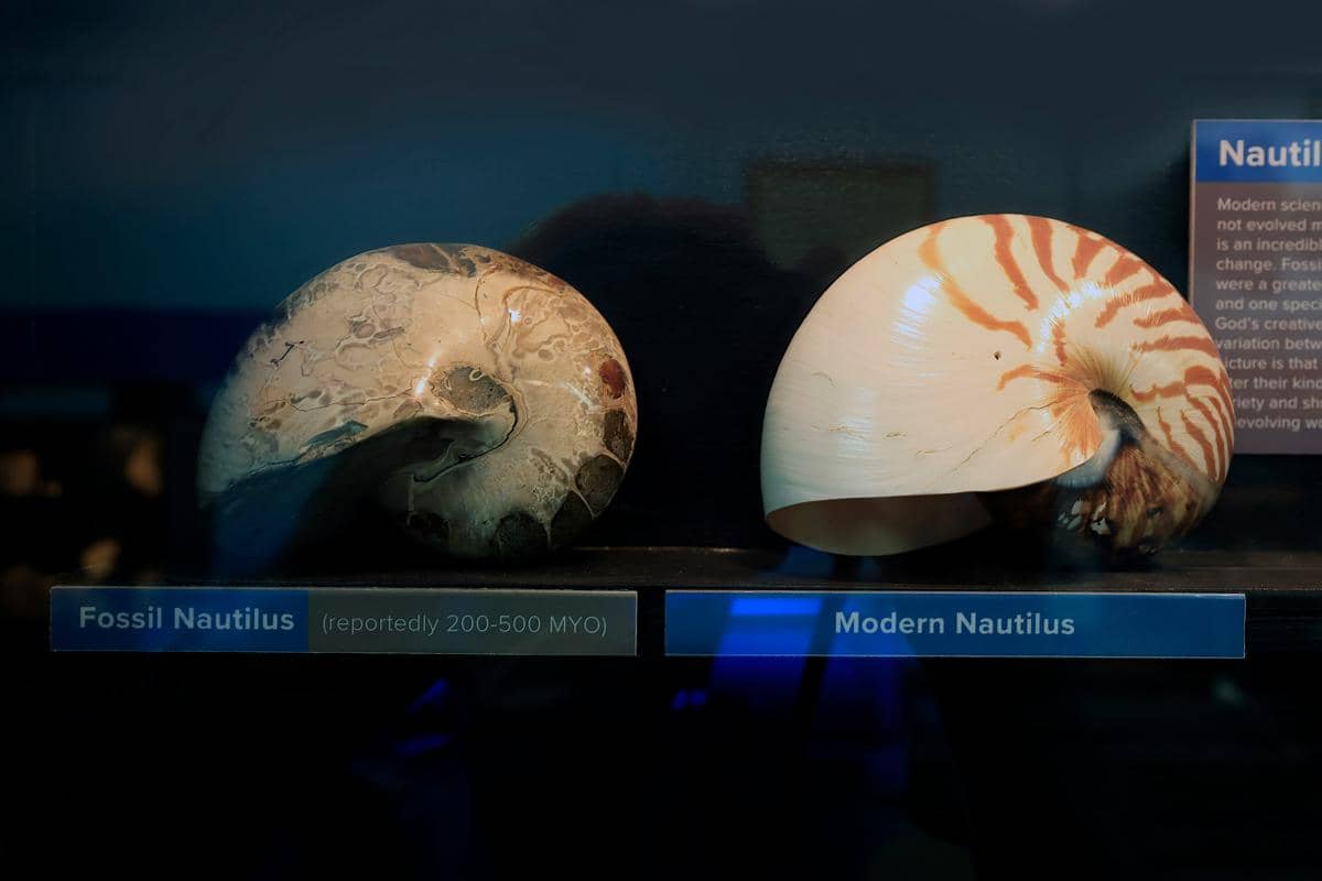 potret fosil nautilus dan nautilus modern dengan bentuk cangkang yang nyaris tak berubah (unsplash.com/David Clode)