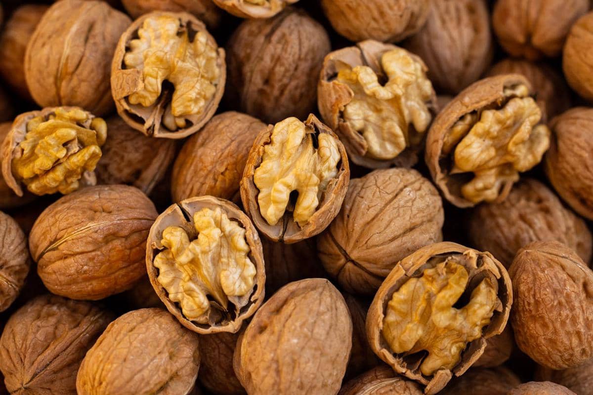 ilustrasi kacang walnut