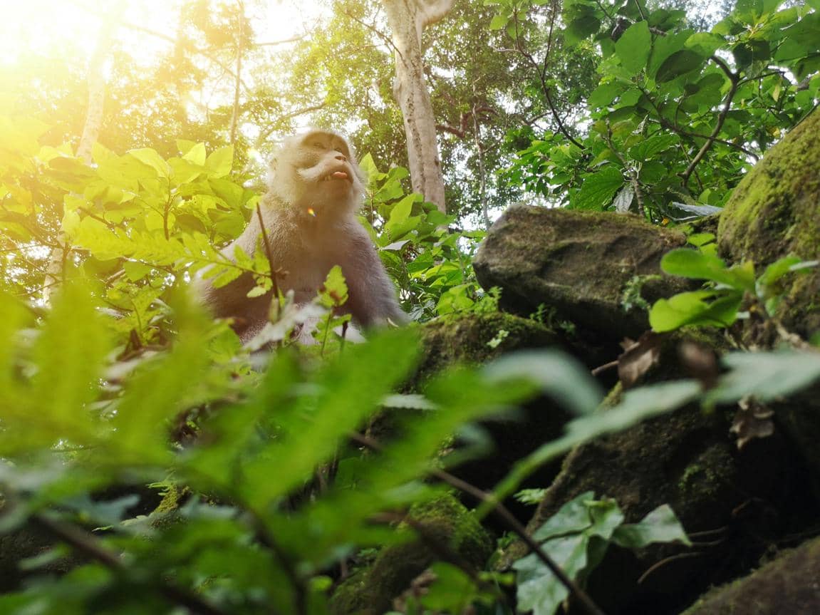 ilustrasi destinasi wisata Monkey Forest Ubud 