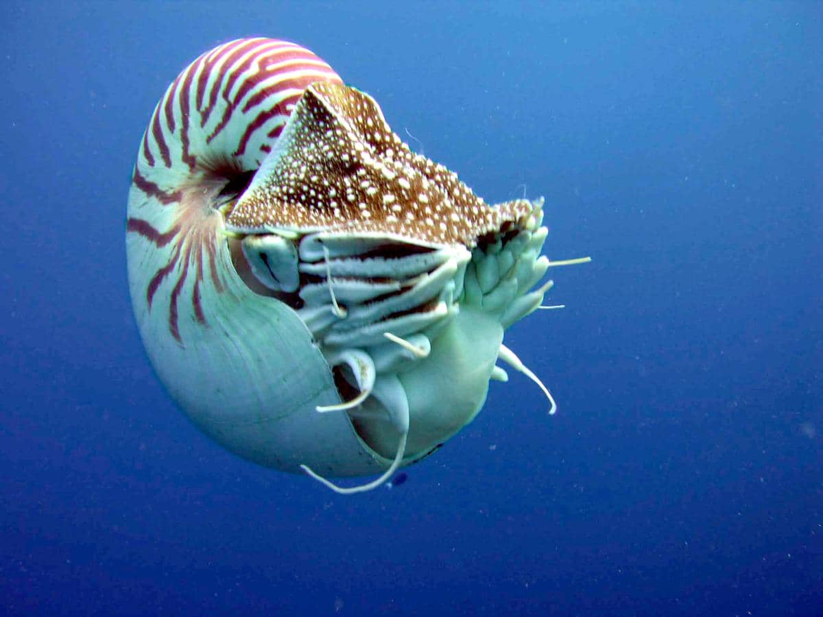 potret nautilus, hewan purba yang keberadaannya semakin terancam