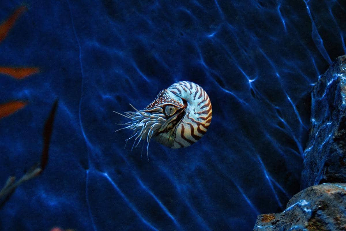 potret nautilus, hewan purba yang berkembang biak sangat lambat