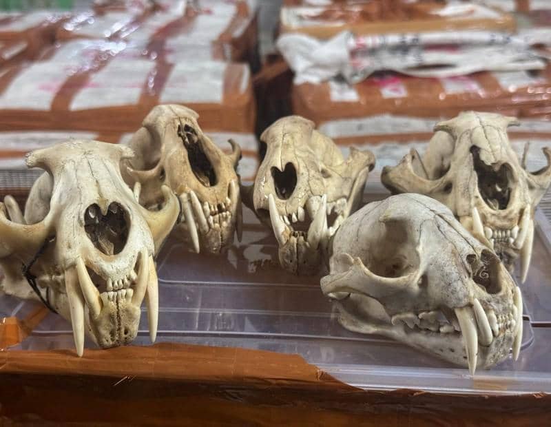 WhatsApp Image 2026-02-01 at 11.21.28.jpeg