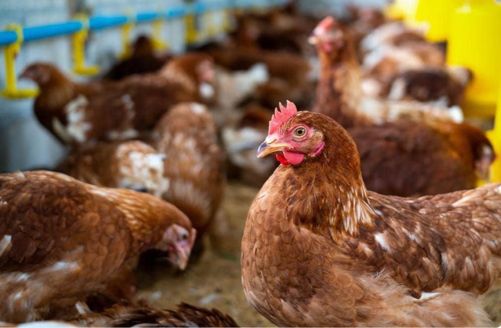 3 Hewan Ternak yang Memiliki Kecerdasan Luar Biasa