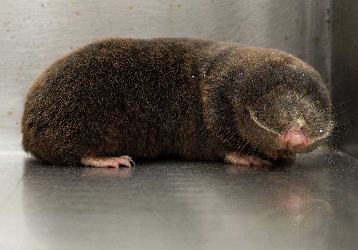ilustrasi tikus mondok buta