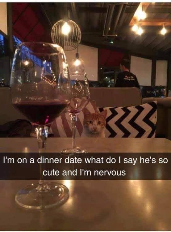 meme kucing lagi pacaran