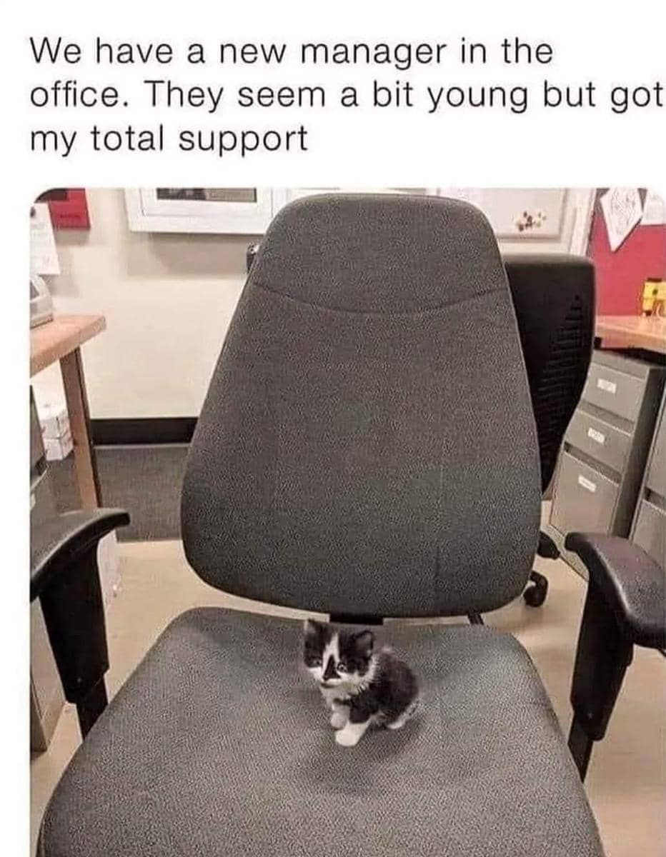 meme kucing tentang kantor