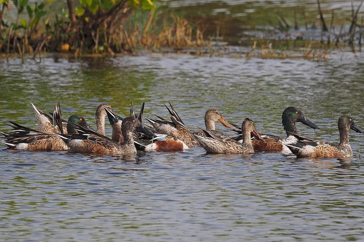 Northern Shoveler