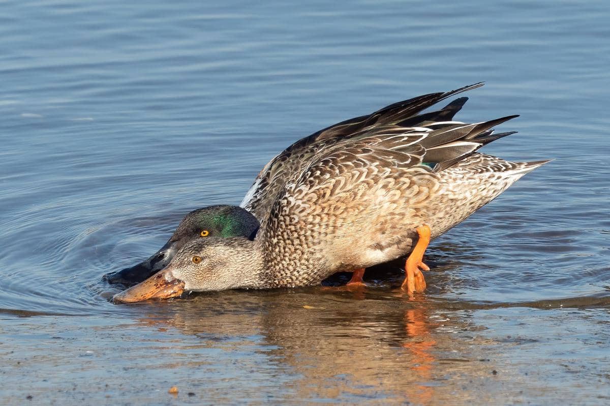 Northern Shoveler