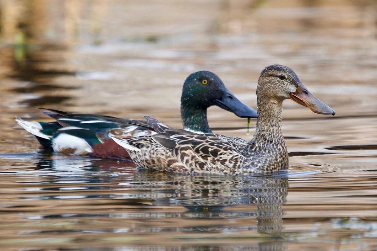 Pasangan Northern Shoveler 