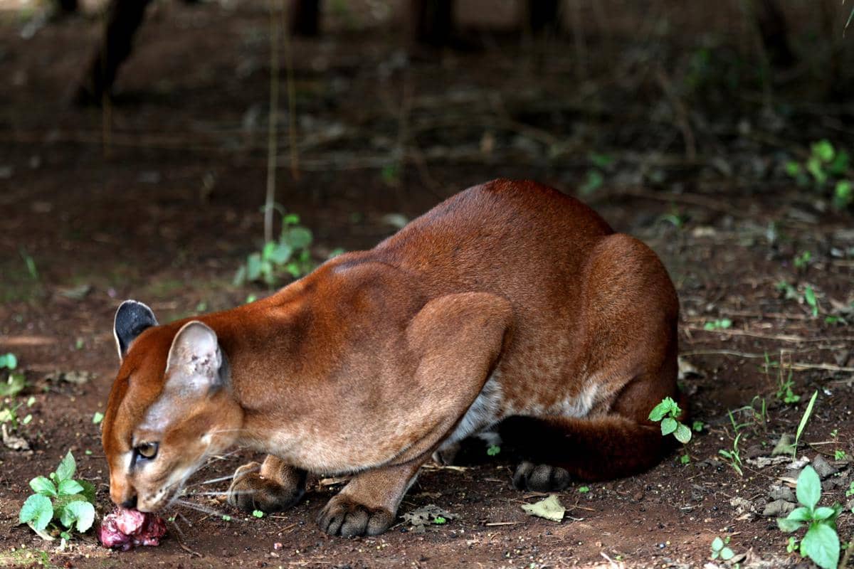 African Golden Cat
