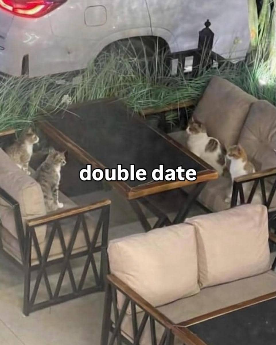 meme kucing lagi pacaran