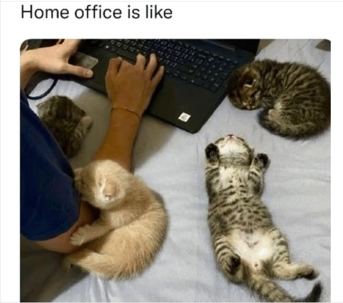 meme kucing tentang kantor