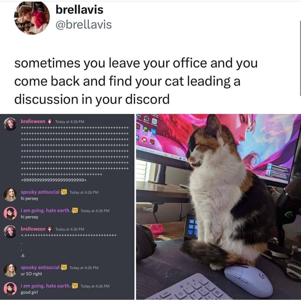 meme kucing tentang kantor