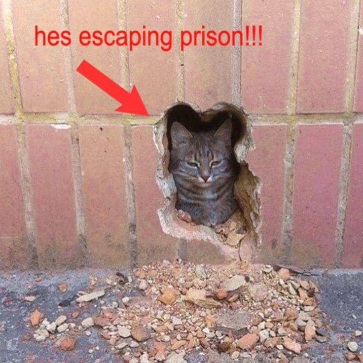 meme kucing kabur