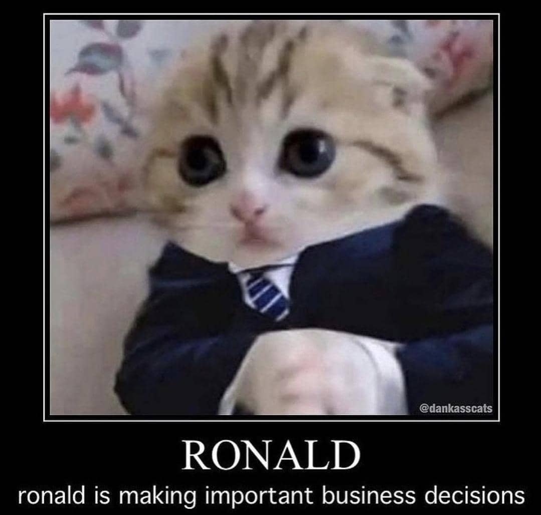 meme kucing tentang kantor